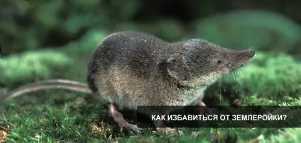 Як позбутися від землерийки на городі - ефективні засоби (всій території городу) Як позбутися від землерийки на городі - ефективні засоби