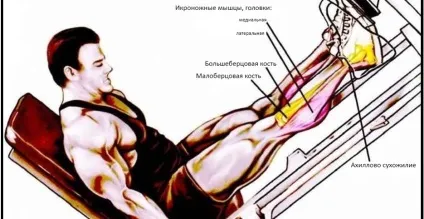 Як накачати внутрішню частину гомілки, академія спорту (накачати гомілка) Як накачати внутрішню частину гомілки, академія спорту