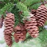Який вид парфуму вибрати, я лечу сама (представляють свої аромати) Який вид парфуму вибрати, я лечу сама