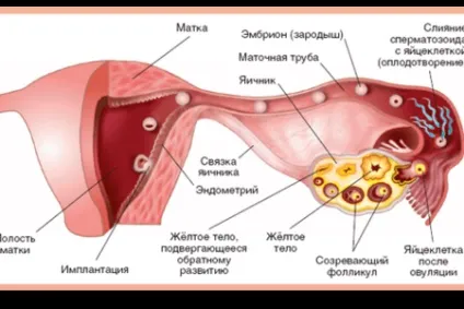 Який день менструації настає овуляція (овуляція) Який день менструації настає овуляція