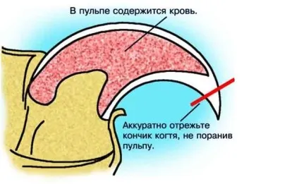 Як правильно підстригати кігті тхора