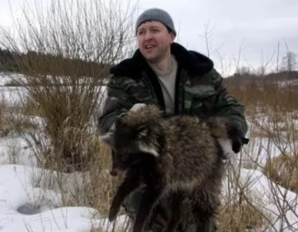 Як спіймати єнотовидного собаку (полювання зайця лисицю) Як спіймати єнотовидного собаку