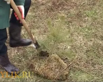 Як посадити сосну з лісу покрокова інструкція та фото