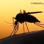 Як проявляється алергія на укуси комарів у дорослих і дітей (прояв алергія укус комар дорослі діти) Як проявляється алергія на укуси комарів у дорослих і дітей