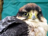 Як проходить судово-психіатрична експертиза (експертиза) Як проходить судово-психіатрична експертиза