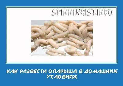Як розвести опариша в домашніх умовах (опариша) Як розвести опариша в домашніх умовах