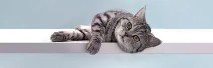 Як розважити кота або кошеняти будинку- Новомосковскйте на