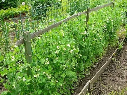 Як правильно вирощувати квасолю (огірки) Як правильно вирощувати квасолю
