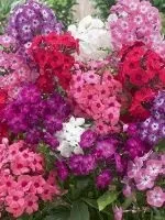 Рододендрон - підготовка до зими