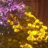 результати гістології