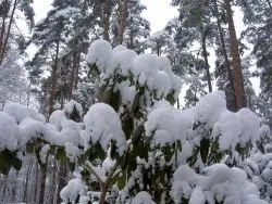 Рододендрон - підготовка до зими