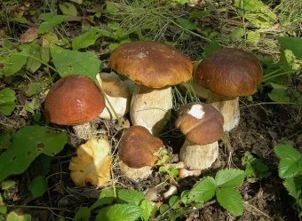 Рецепт маринованих подтопольніков