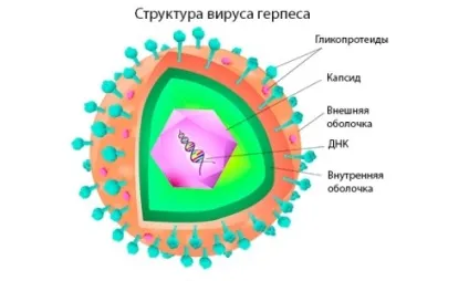 Рецидивуючий герпес що важливо знати, лікування, клінічна картина (фото і відео) (лікування) Рецидивуючий герпес що важливо знати, лікування, клінічна картина (фото і відео)