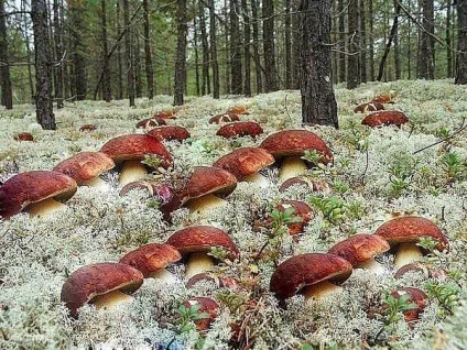 Як сіяти гриби