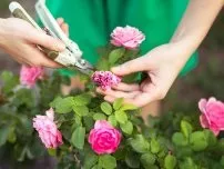 Як зберегти Кореневласні троянду взимку, квіти в саду (садиба) (троянди зимівля укриття) Як зберегти Кореневласні троянду взимку, квіти в саду (садиба)