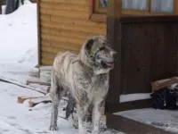 Як доглядати за алабай