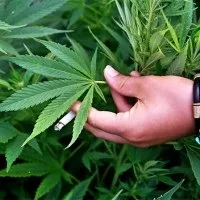 Як доглядати за коноплями правильно