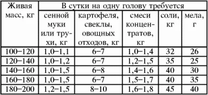 Як доглядати і утримувати поросну свиноматку (свиноматку) Як доглядати і утримувати поросну свиноматку