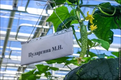 Як влаштована сучасна теплиця, як це зроблено () Як влаштована сучасна теплиця, як це зроблено
