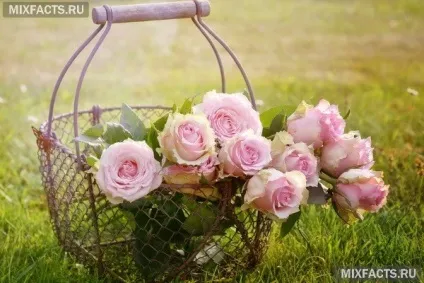 Як доглядати за кімнатної трояндою в домашніх умовах хвороби квітки і їх лікування (домашніх) Як доглядати за кімнатної трояндою в домашніх умовах хвороби квітки і їх лікування