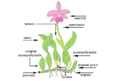 Як доглядати за орхідеєю каттлея - практичні поради, фото і відео (орхідеєю) Як доглядати за орхідеєю каттлея - практичні поради, фото і відео