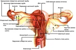 Як затримати місячні