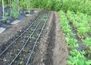 Крапельний полив своїми руками з поліпропіленових труб - відео, як зробити (схема крапельного поливу своїми руками) Крапельний полив своїми руками з поліпропіленових труб - відео, як зробити