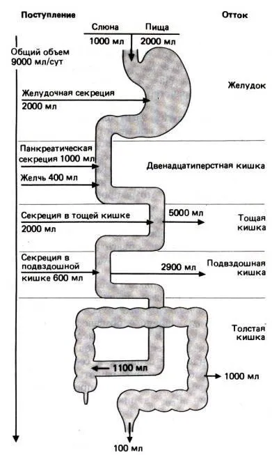 Як вода засвоюється в організмі людини