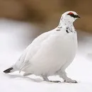 картинки тетерев