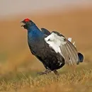 картинки тетерев