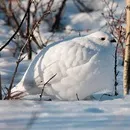 картинки тетерев