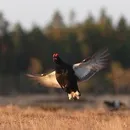 картинки тетерев