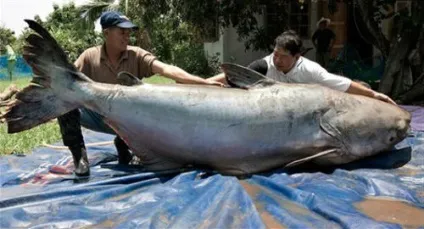 До чого сниться велика риба в воді сонник велика риба в воді