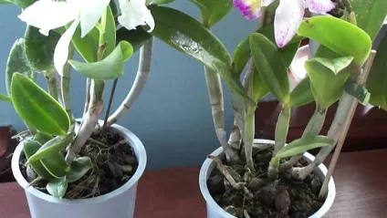 Каттлея догляд в домашніх умовах і фото орхідеї (домашніх) Каттлея догляд в домашніх умовах і фото орхідеї