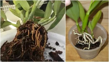 Каттлея догляд в домашніх умовах і фото орхідеї (домашніх) Каттлея догляд в домашніх умовах і фото орхідеї
