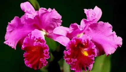 Каттлея догляд в домашніх умовах і фото орхідеї (умовах) Каттлея догляд в домашніх умовах і фото орхідеї