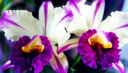 Каттлея догляд в домашніх умовах і фото орхідеї (каттлея) Каттлея догляд в домашніх умовах і фото орхідеї