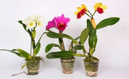 Каттлея догляд в домашніх умовах і фото орхідеї (повітря цьому випадку) Каттлея догляд в домашніх умовах і фото орхідеї
