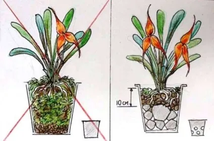 Каттлея догляд в домашніх умовах і фото орхідеї (каттлея) Каттлея догляд в домашніх умовах і фото орхідеї