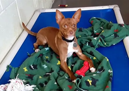 Коли встають вуха у чихуахуа і як їх поставити, як поставити вуха чихуахуа (поставити) Коли встають вуха у чихуахуа і як їх поставити, як поставити вуха чихуахуа
