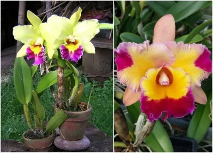 Каттлея догляд в домашніх умовах і фото орхідеї (домашніх) Каттлея догляд в домашніх умовах і фото орхідеї