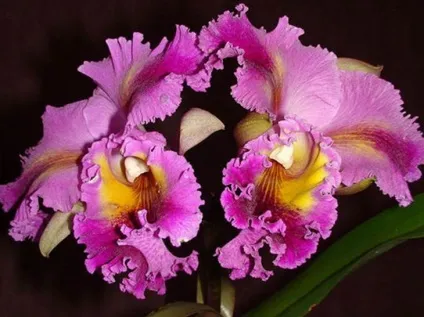 Каттлея догляд в домашніх умовах і фото орхідеї (орхідеї) Каттлея догляд в домашніх умовах і фото орхідеї