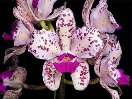 Каттлея догляд в домашніх умовах і фото орхідеї (орхідеї) Каттлея догляд в домашніх умовах і фото орхідеї