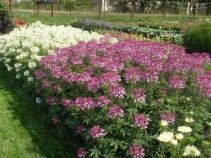 Клеома вирощування і догляд