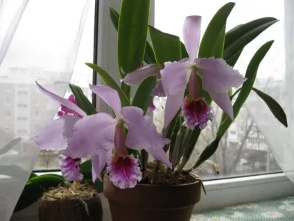 Каттлея догляд в домашніх умовах і фото орхідеї (каттлея) Каттлея догляд в домашніх умовах і фото орхідеї