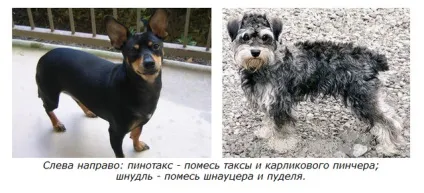 Хто такі «дизайнерські собаки» (лабрадора) Хто такі «дизайнерські собаки»