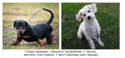 Хто такі «дизайнерські собаки» (порід) Хто такі «дизайнерські собаки»