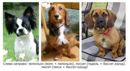 Хто такі «дизайнерські собаки» (може) Хто такі «дизайнерські собаки»