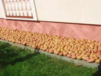 Курка з картоплею і цвітною капустою в духовці (кольоровий) Курка з картоплею і цвітною капустою в духовці