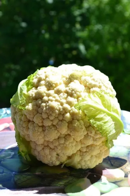Курка з картоплею і цвітною капустою в духовці (курка) Курка з картоплею і цвітною капустою в духовці